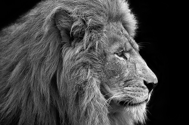 cowardly-lion